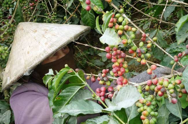 Cà phê arabica giá cao nhưng khó trồng