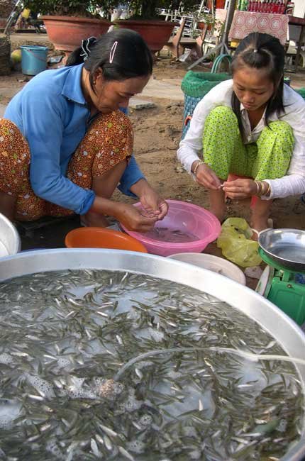 An Giang: Cá linh non đầu vụ giá cao