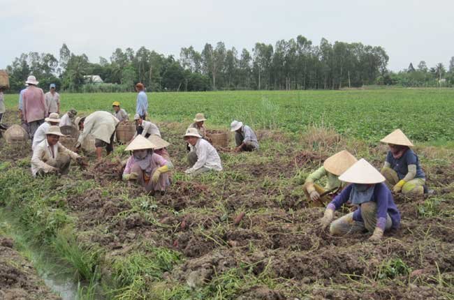 Đau đầu với sâu lạ hại khoai lang