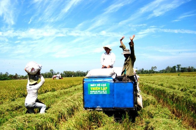 Thị trường lúa gạo: Cuộc bám đuổi giá kịch tính Thị trường lúa gạo: Cuộc bám đuổi giá kịch tính