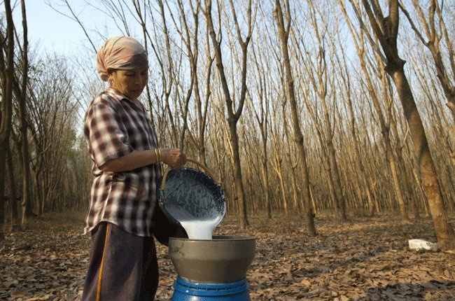 Thái Lan chi 1 tỉ đô la Mỹ kích giá cao su