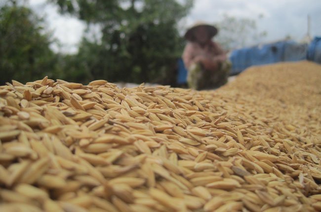 Không quy định kho chứa đối với nông dân tạm trữ lúa