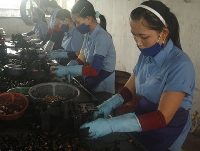 Vinacas điều chỉnh kế hoạch xuất khẩu