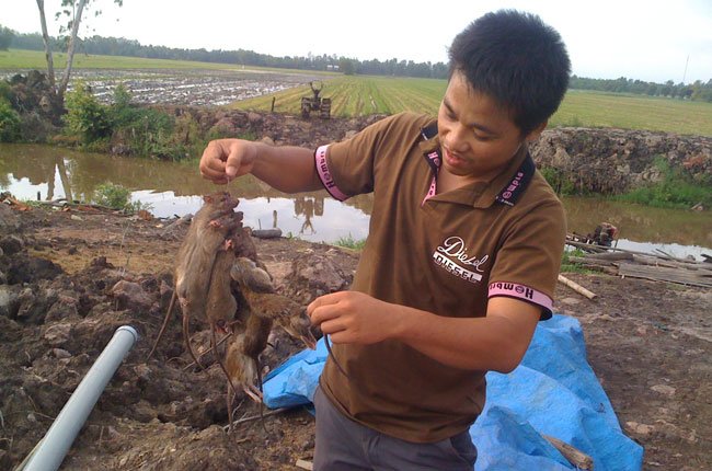5 đô la Mỹ 1 kg chuột