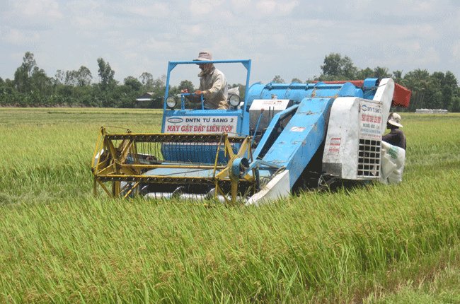 Thị trường lúa gạo: Khó nhưng dự báo vẫn lạc quan