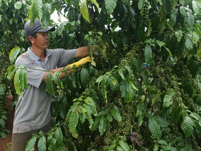 Xuất khẩu cà phê đạt kỷ lục gần 3,4 tỉ đô la Mỹ