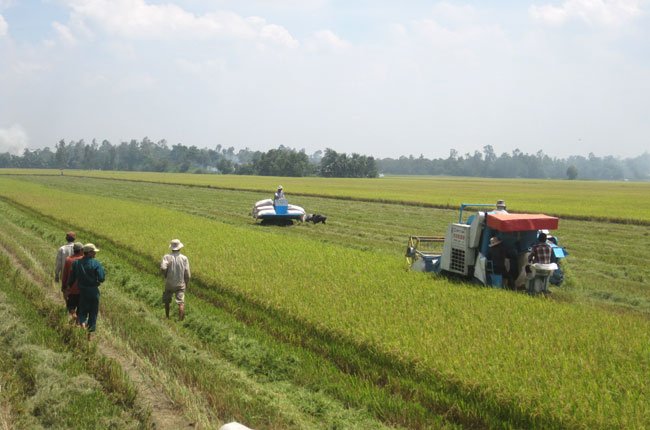 Chuyên gia: Nên buộc DN xuất khẩu gạo phải có vùng nguyên liệu