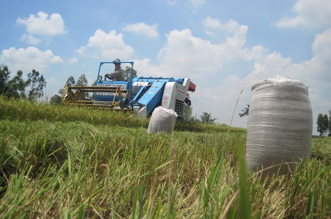 Hiệp hội lương thực từ chối xây dựng vùng lúa nguyên liệu