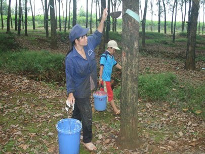 Lợi nhuận cao su sẽ không tăng