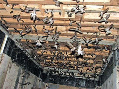 TPHCM lo số nhà nuôi chim yến vượt tầm kiểm soát