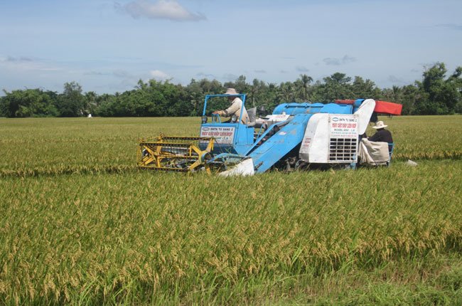 Xuất khẩu gạo: Giá sàn bị… vô hiệu hóa