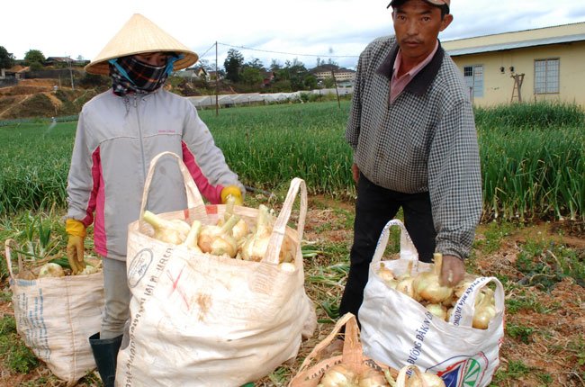 Nông dân Đà Lạt trúng lớn vụ hành tây, khoai tây Nông dân Đà Lạt trúng lớn vụ hành tây, khoai tây