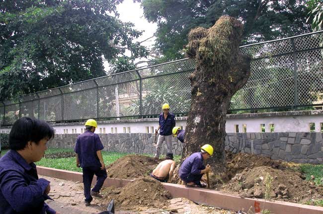 Mùa mưa đến, lo ngại cây xanh gãy đổ