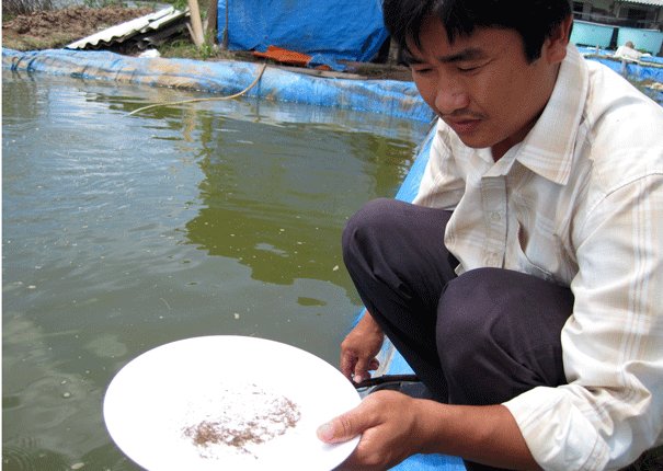 Nghêu chết gây thiệt hại hàng trăm tỉ đồng