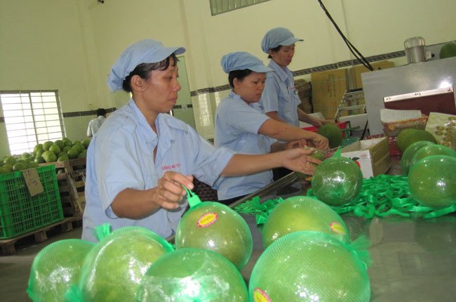 Giá bưởi da xanh lên cao nhất từ trước tới nay