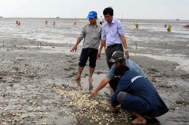 Tiền Giang: Nghêu chết gây thiệt hại gần 260 tỉ đồng