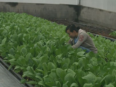 TPHCM chỉ có 4% diện tích trồng rau VietGap