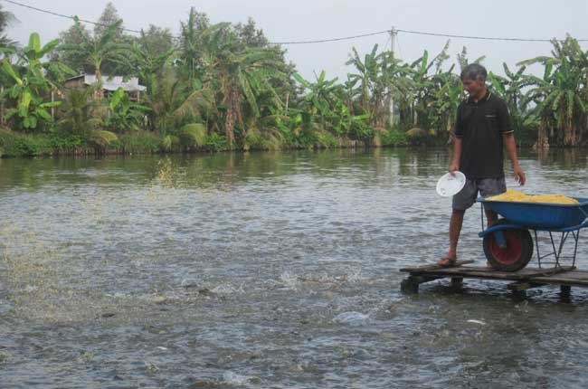 Cá tra còn nhiều triển vọng phát triển