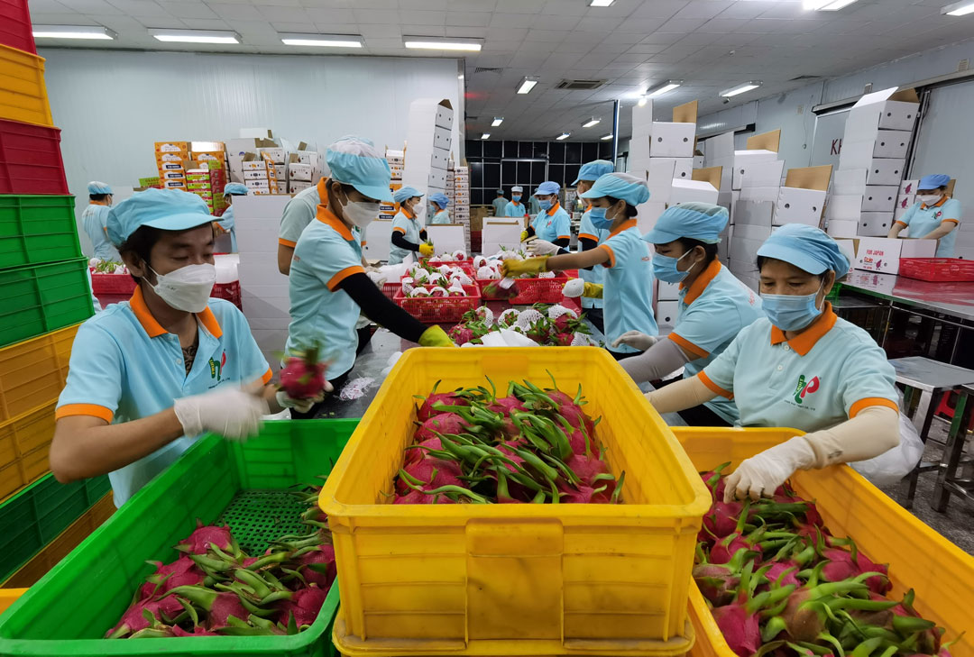 Đề nghị Ấn Độ mở cửa thị trường cho nhiều loại trái cây tươi Việt ...