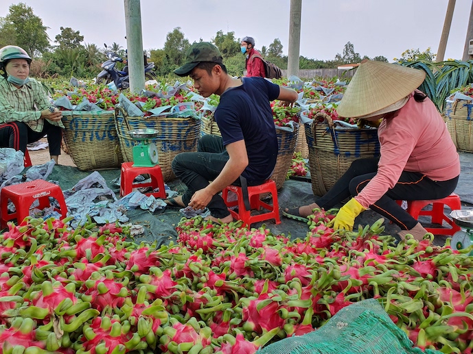 Trái cây xuất chính ngạch sang Trung Quốc luôn ở tốp đầu xuất khẩu trái cây  - Tạp chí Kinh tế Sài Gòn