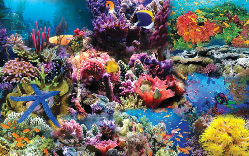 San hô là một trong những địa điểm tham quan nổi tiếng, nơi bạn có thể tận hưởng cả sự tuyệt vời của đại dương và làn nước trong xanh. Hình ảnh về san hô sẽ đưa bạn tới một thế giới khác, đầy màu sắc và đa dạng về động thực vật.
