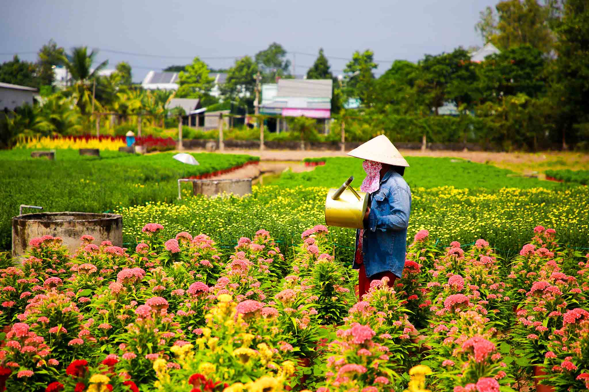 Làng nghề trồng hoa kiểng Long Đức