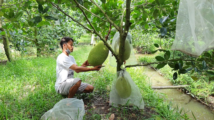 Sau đợt thu hồi, Tiền Giang còn bao nhiêu mã số vùng trồng và cơ ...