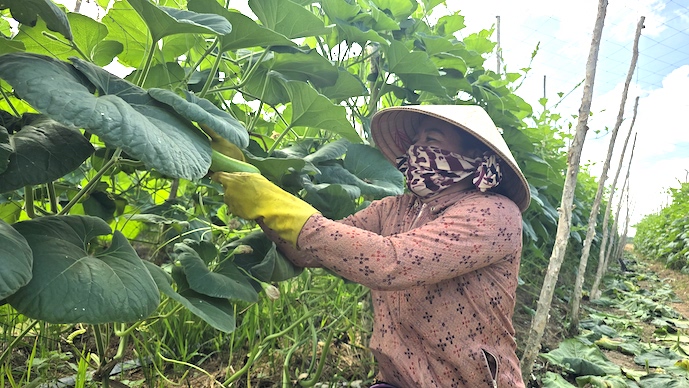Đổi loại cây trồng, nông dân miền Tây kiếm tiền tốt dù nước nhiễm mặn - Tạp chí Kinh tế Sài Gòn
