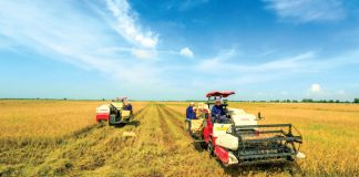 Gạo 'xanh' vẫn phải cạnh tranh bằng chất lượng
